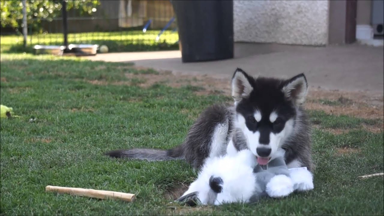 Alaskan Malamute Puppies 11 weeks old