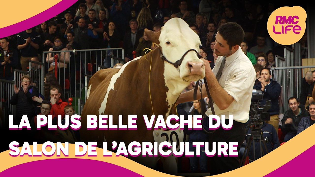 Place aux vaches dans le salon de l’agriculture !