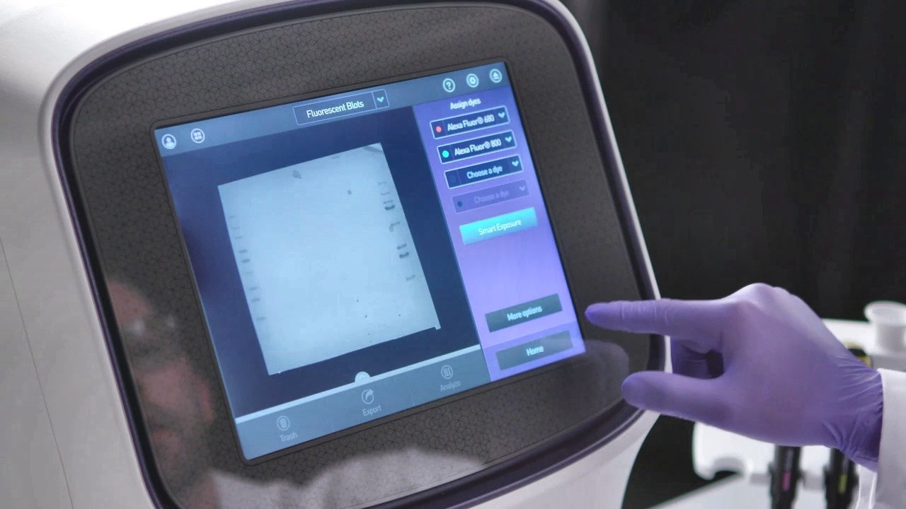 Как обнаружить белки с помощью флуоресцентного вестерн-блоттинга