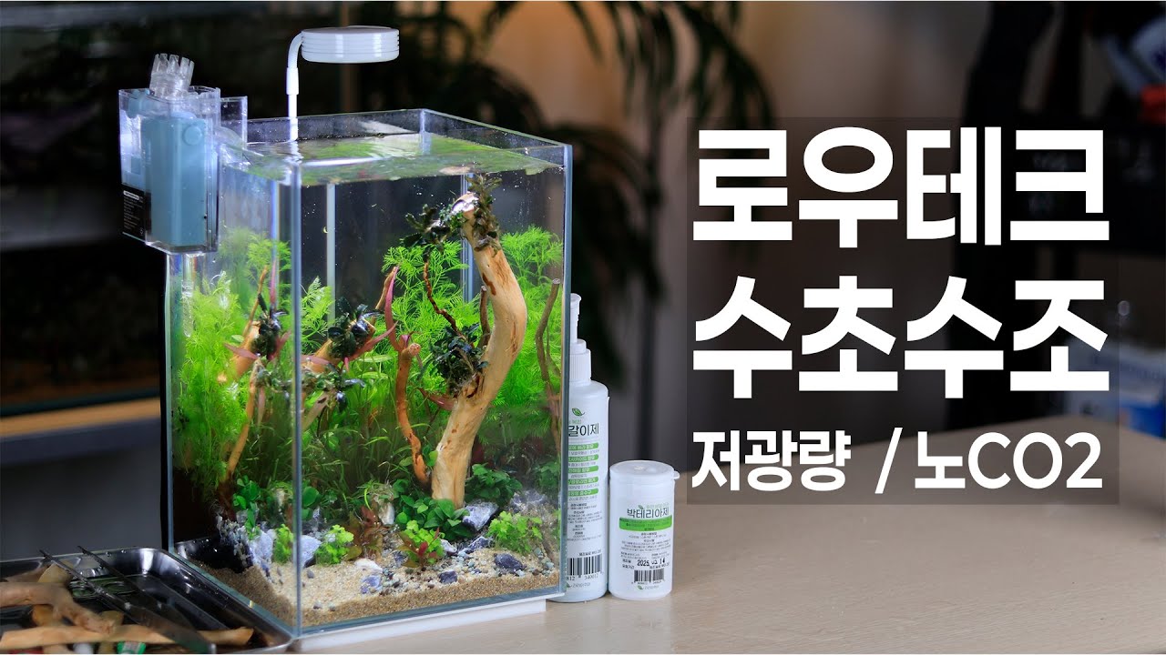 CO₂ 없이도 가능한 로우테크 수초어항 세팅｜초보자도 쉽게 만드는 힐링 수초수조!