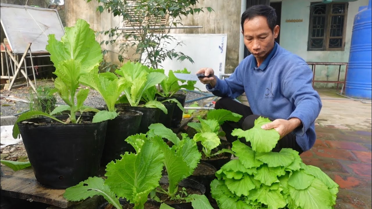 Organic 😱🌱 Most People Fail at Home Gardening — Until They Learn This Secret
