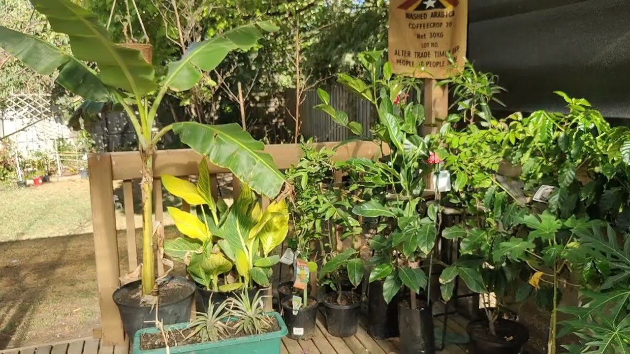 Brief intro to our channel! Tropicals in Melbourne! Stay tuned!!