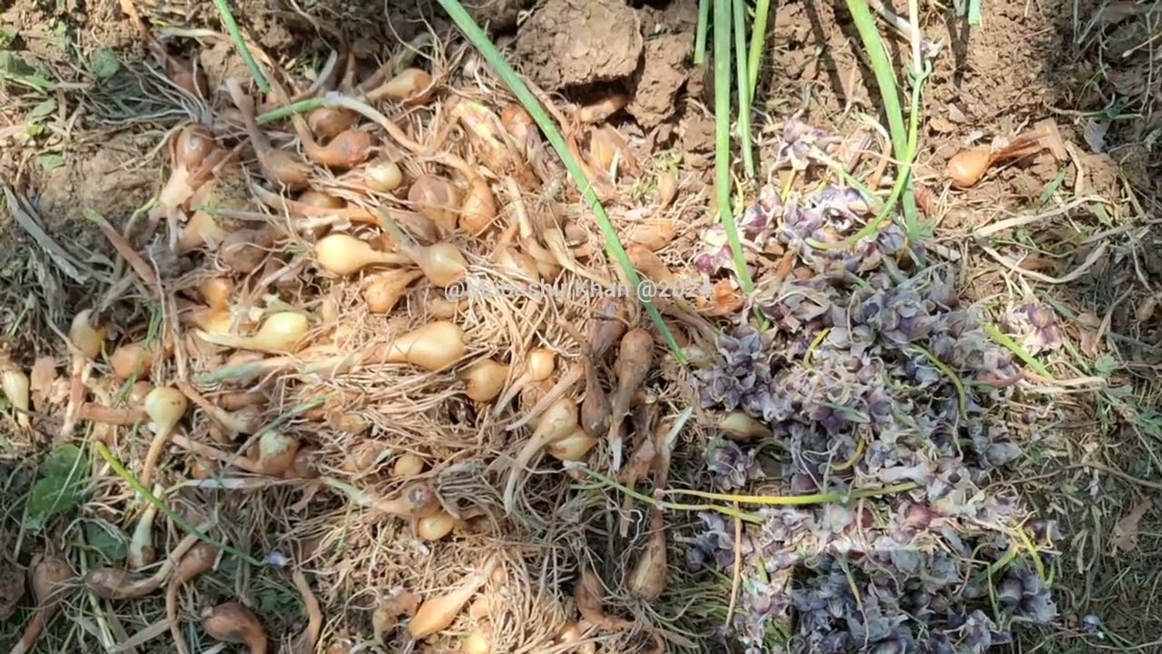 Harvesting of shallot onion in Buthoo village in Bandipora district 