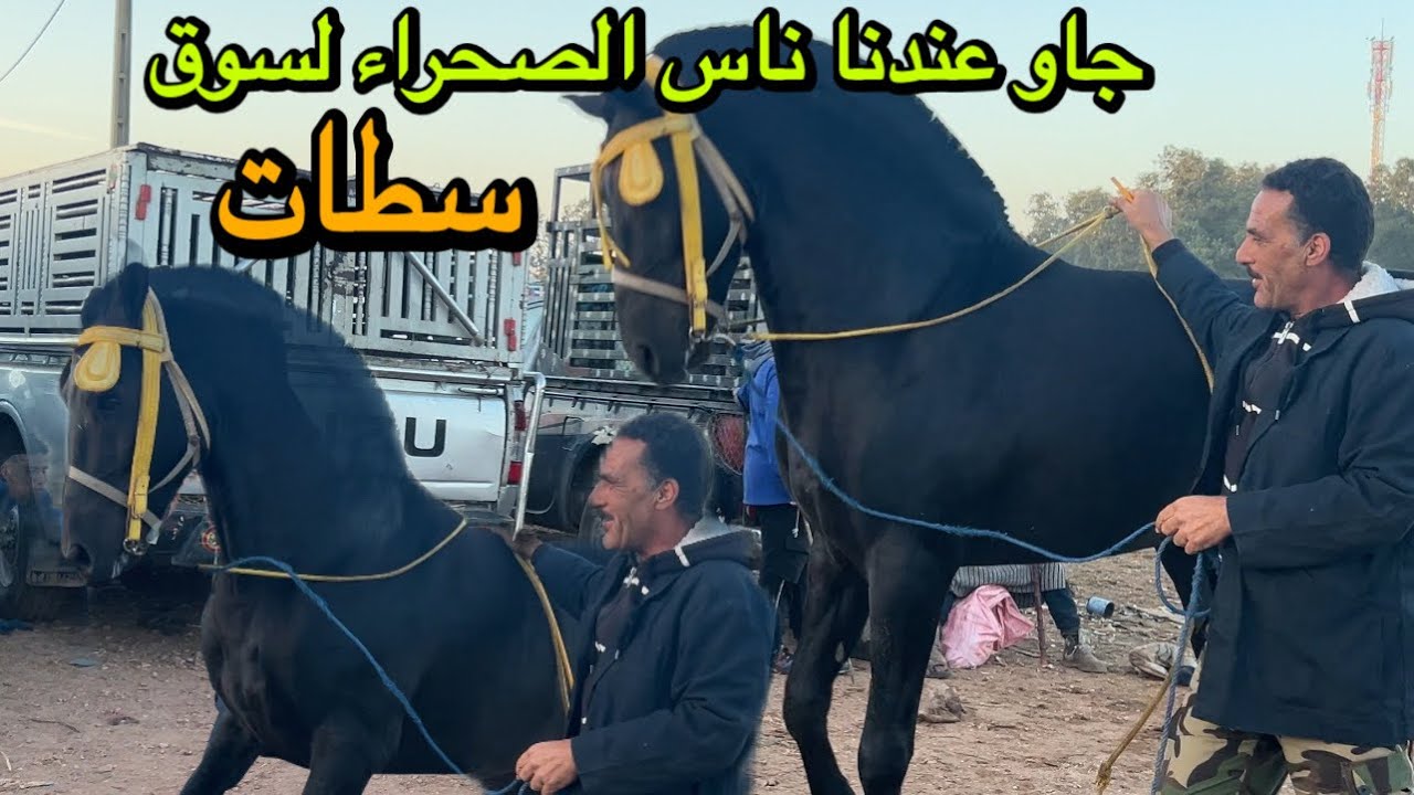 سوق سطات🥇اليوم كانت مفاجئة جا عندنا الصديق من الصحراء المغربية وبلبلناها فسوق الخيول 