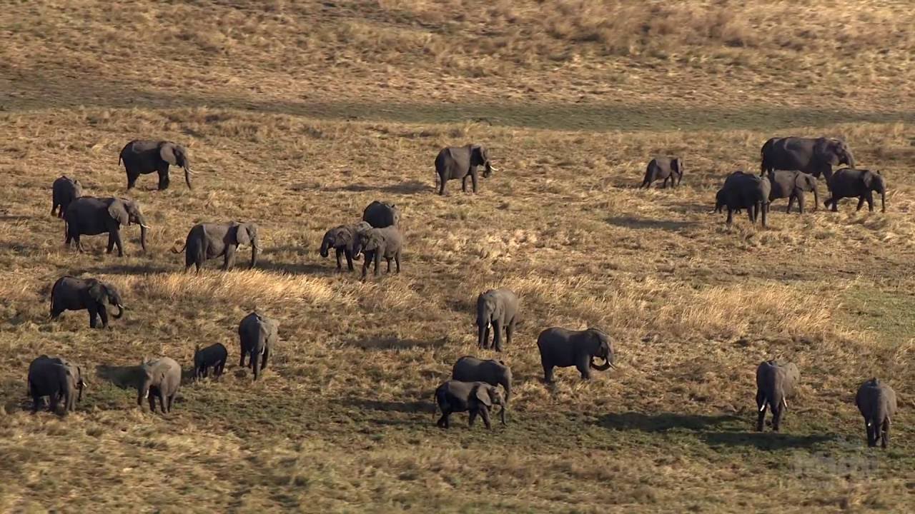 The Great Elephant Census  |  HHMI BioInteractive Video