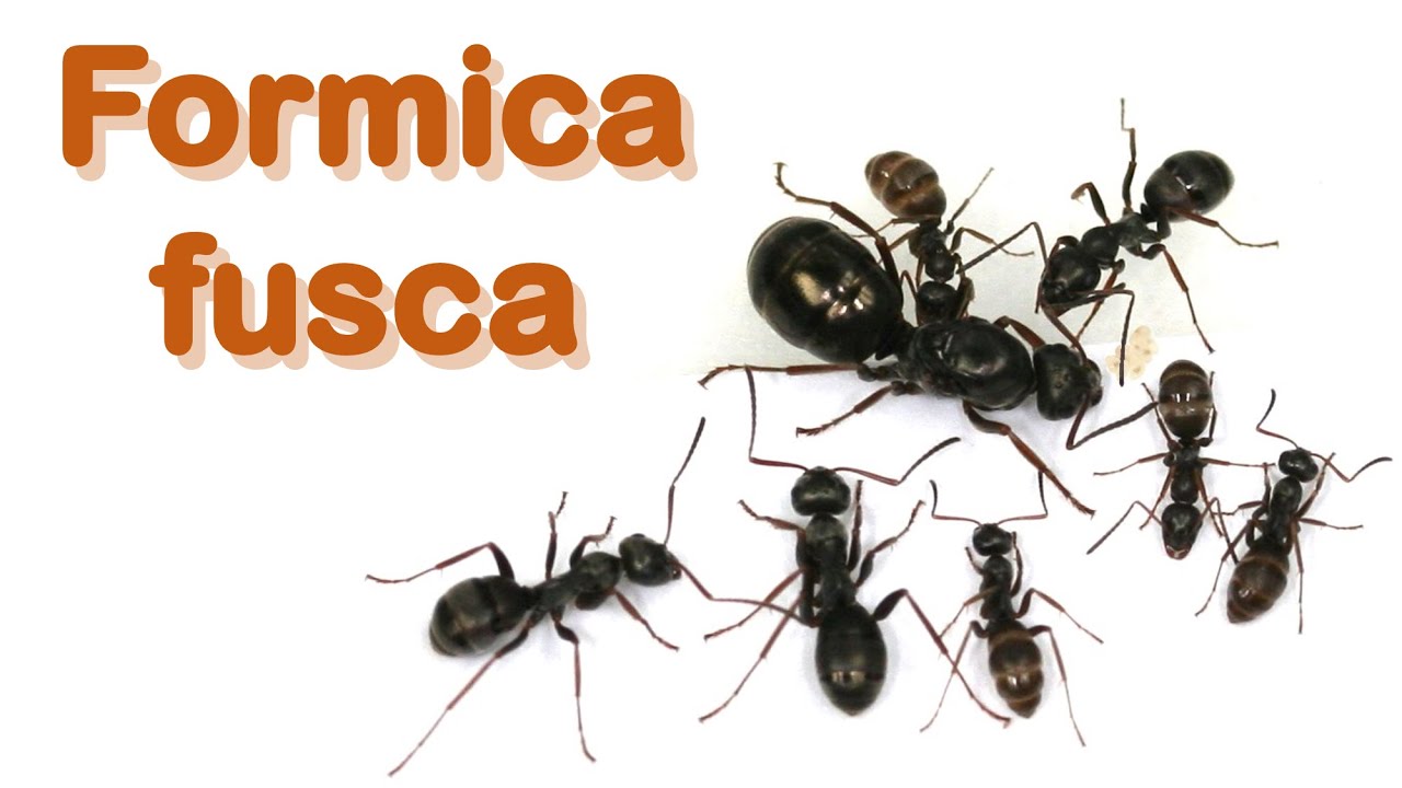 Ant care species guide #6 - Formica fusca