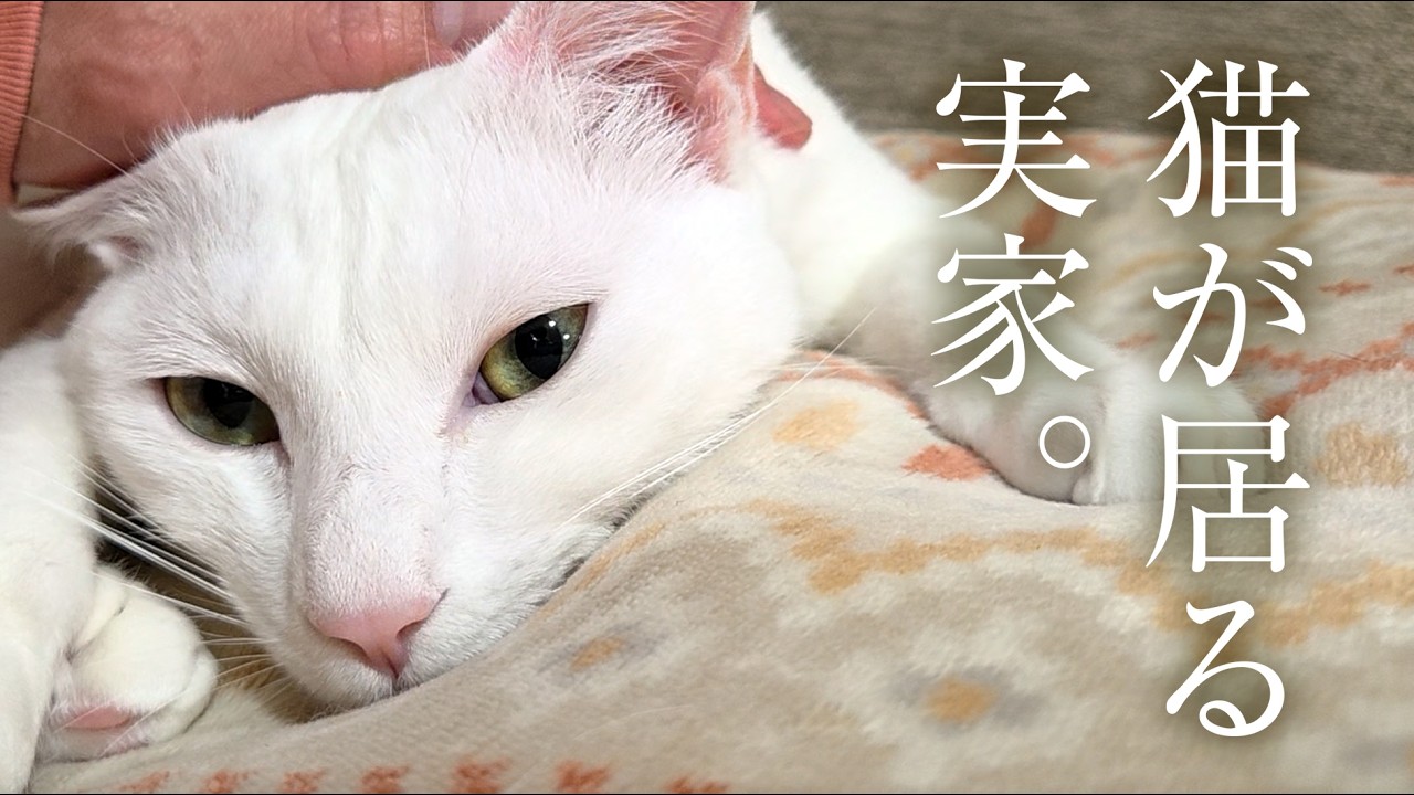 愛猫よ。10秒だけ待ってやる。