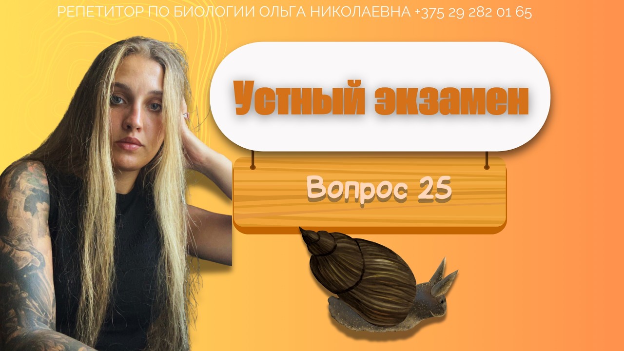 Вопрос 25 Брюхоногие моллюски на примере прудовика