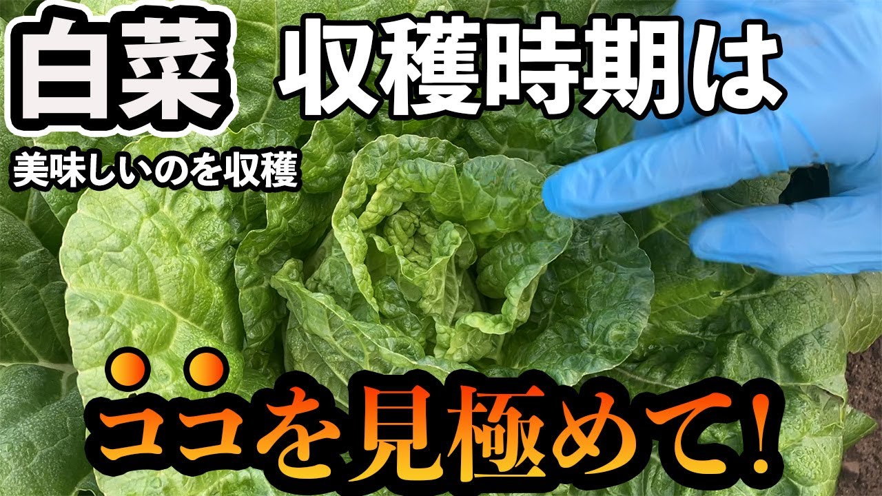 【白菜】1番美味しい収穫タイミング。収穫から袋詰めと出荷まで全部見せます。