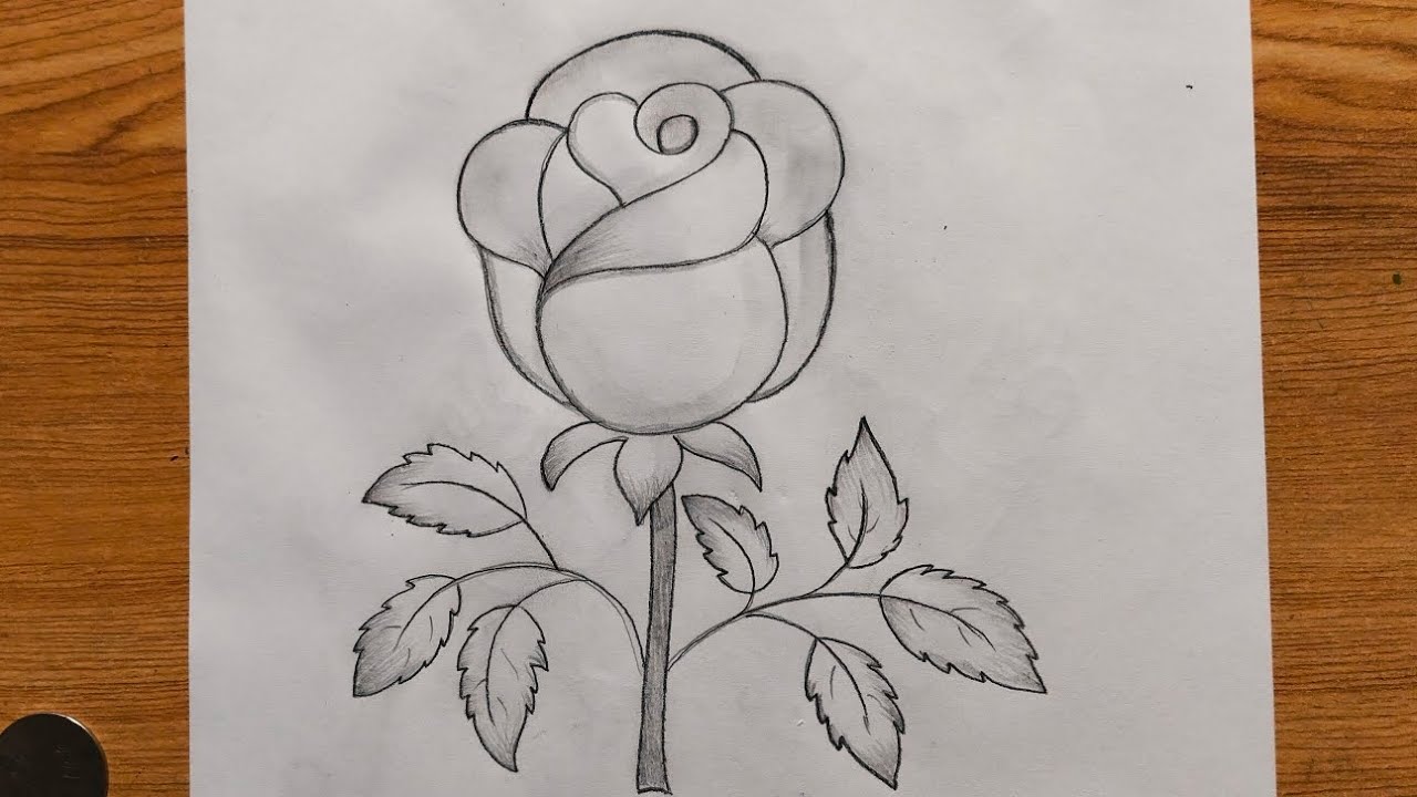 Easy Rose drawing step by step | pencil drawing tutorial 