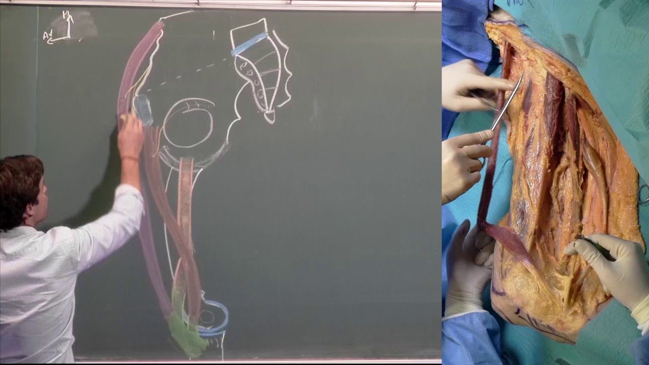 Mémoire anatomie Muscles de la Patte d'oie