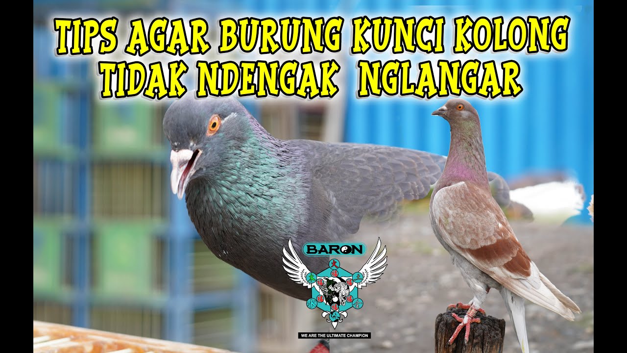 CARA MENGATASI AGAR BURUNG KUNCI KOLONG??