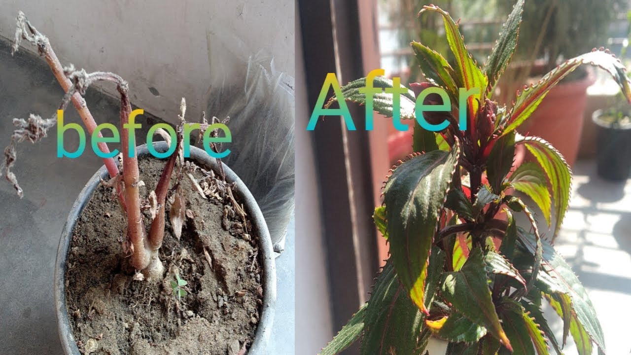 Impatiens plant care summer.balsam plant care.fertilizer,water,sunlight.