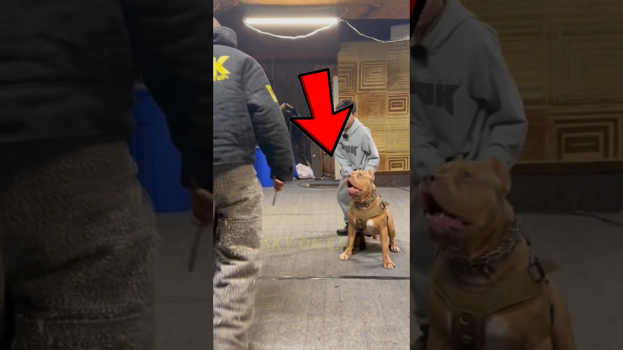 This Military Dog Knew Exactly What to Do 😳#militarydog