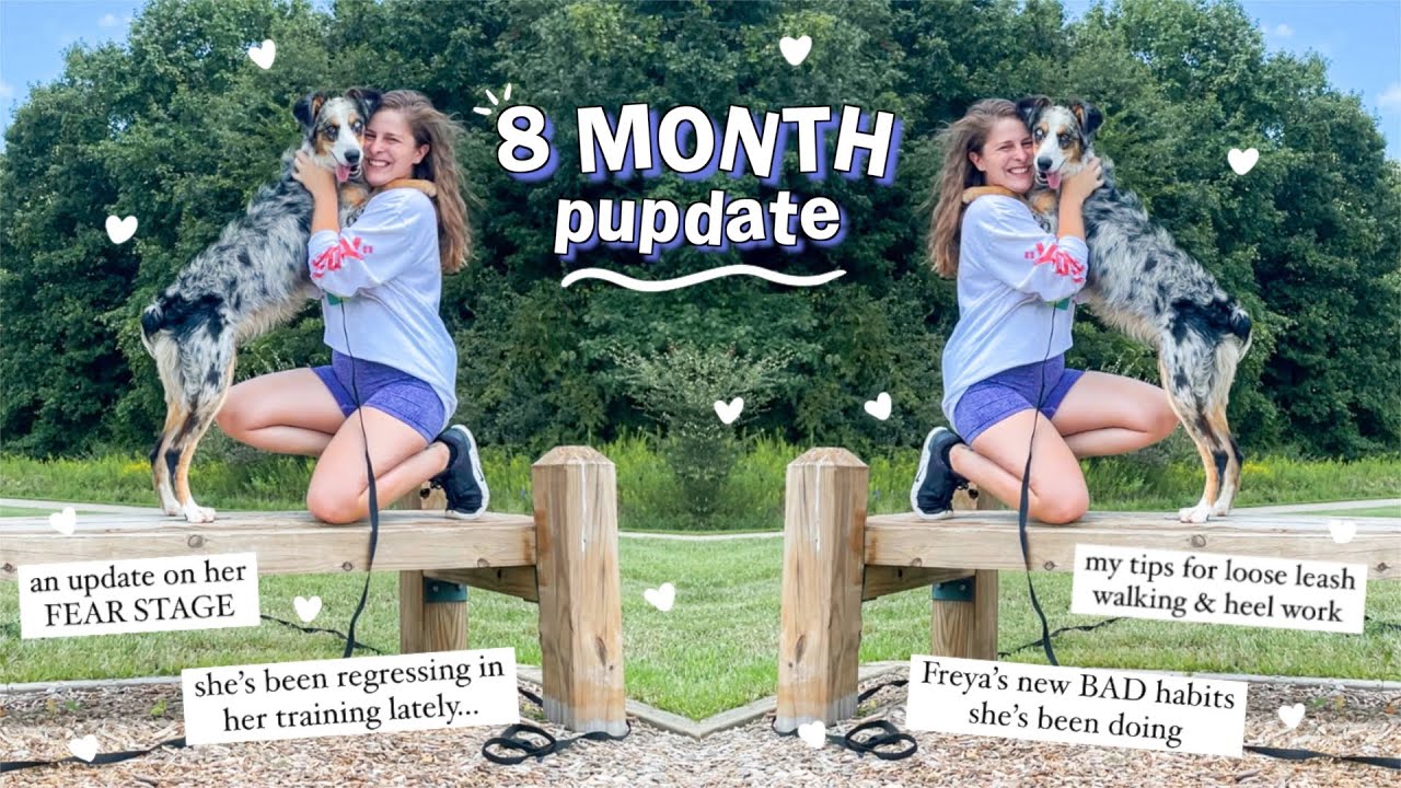 Life With an 8 Month Old Australian Shepherd! | Tips for Leash Walking + Regression/Fear Updates!