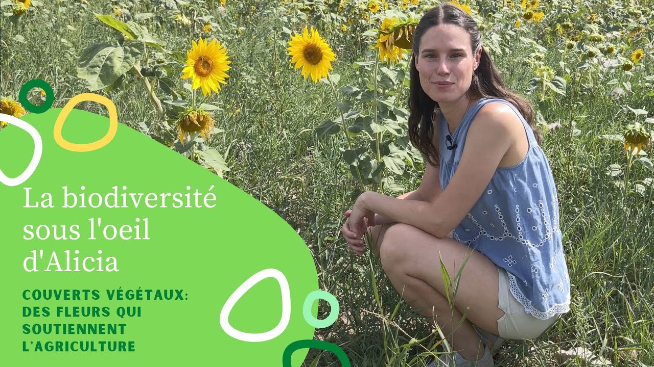 Couverts végétaux : des fleurs qui soutiennent l'agriculture