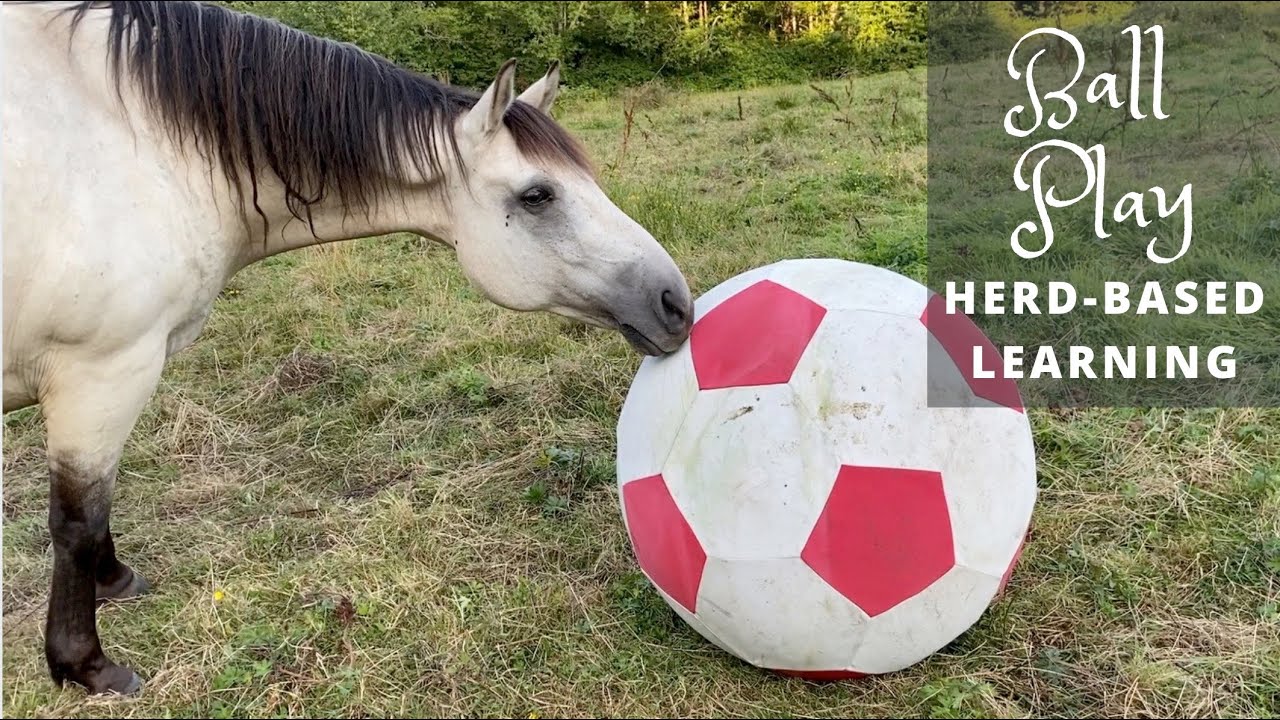 Equine Ball Play - Herd-Based Learning & Fun!