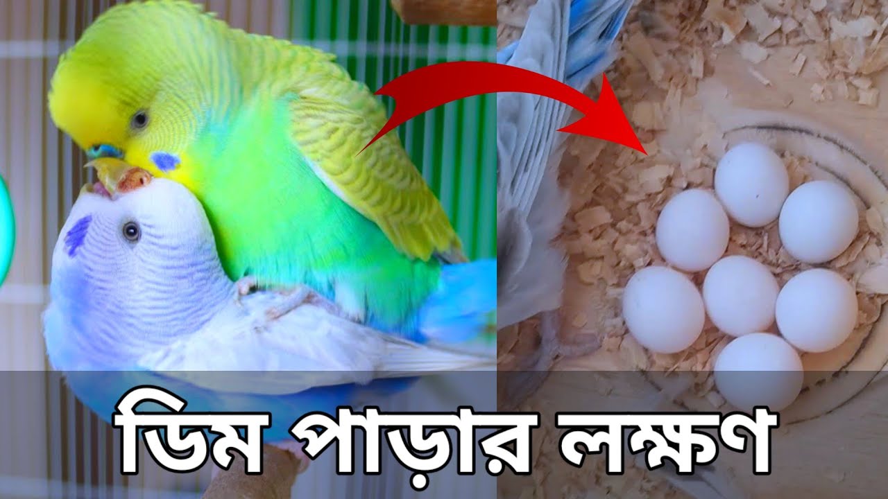 বাজরিগার পাখির ডিম পাড়ার লক্ষণ