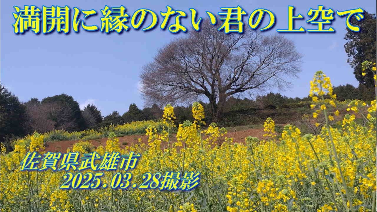 満開に縁のない君の上空で　馬場のヤマザクラ　2025.03.28撮影