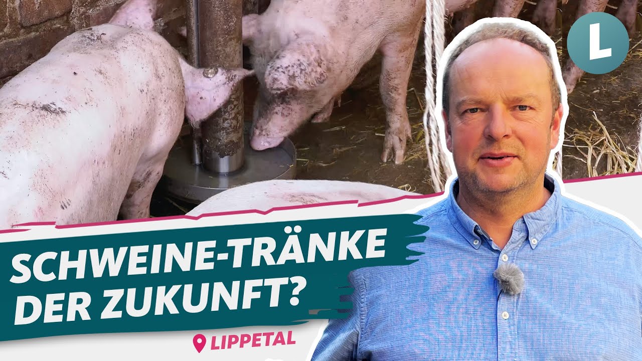 Klaus erfindet neue Schweinetränke: das KA-Rondell – Albersmeier Hof | WDR Lokalzeit Land.Schafft.