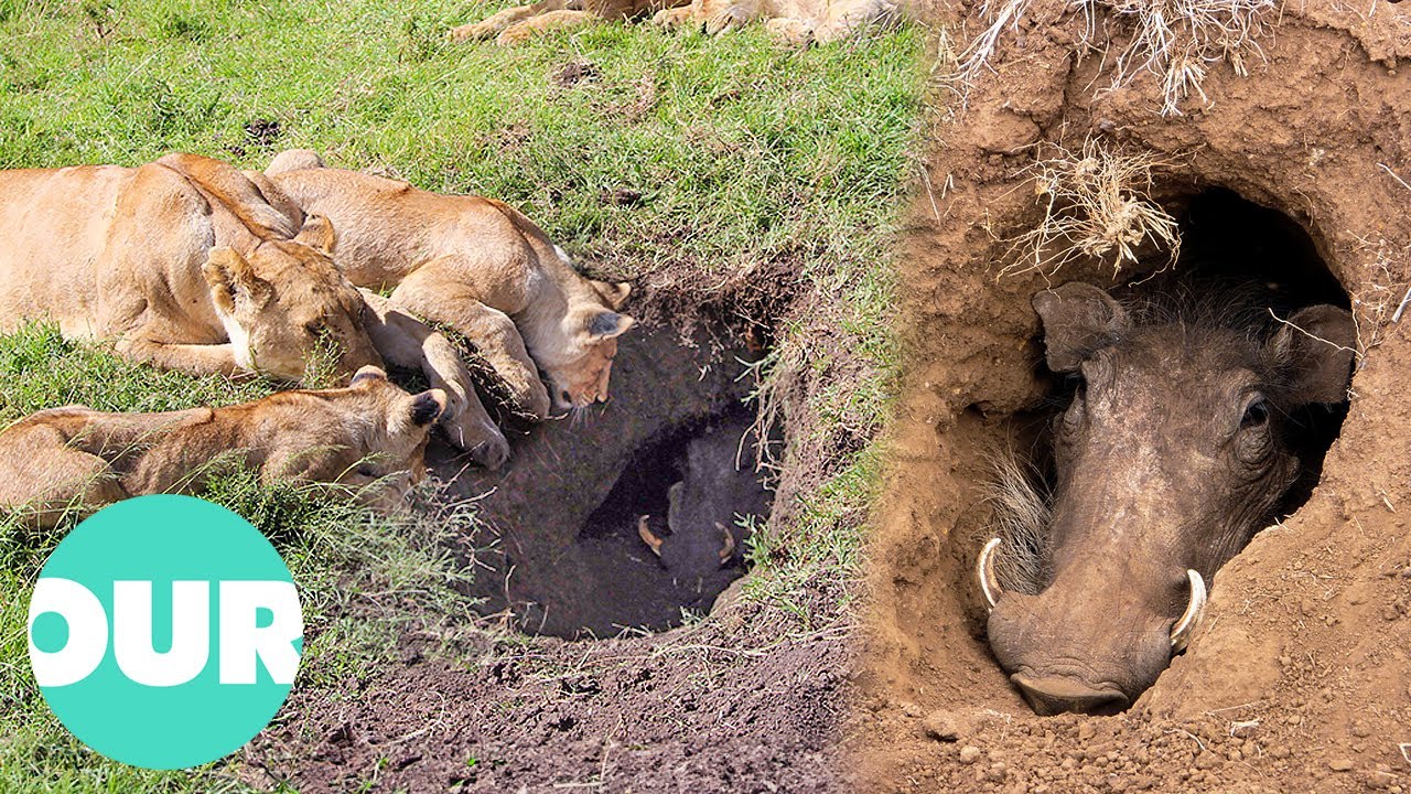 Lions Learned To Dig Out Hiding Warthogs | Our World