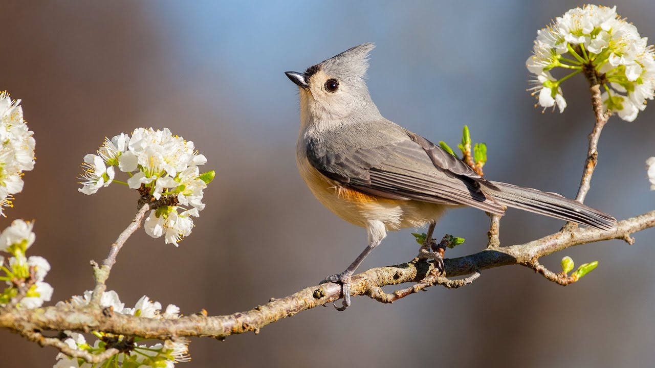 Peaceful Relaxing Music - Positive Energy, , MeditationStress Relief Music, Beautiful Relaxing Music