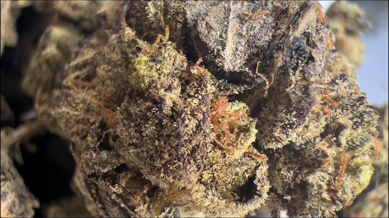 Kush Mintz Flower Wake and Bake Session 🦨🍃🌲🍪