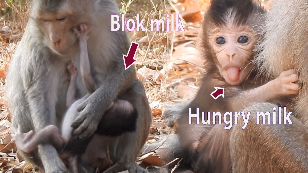 Mom block milk..!! Look pity tiny baby Camry tired for getting milk, Camry try request milk from mom