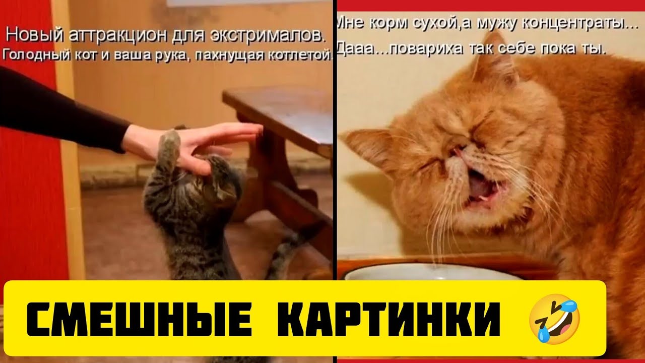 Новый аттракцион для экстрималов.Голодный кот🐱 и ваша рука,✋ пахнущая котлетой🤣 смешные картинки 