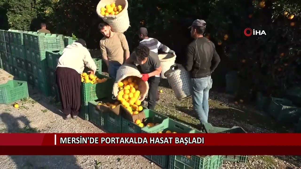 Mersin'de portakalda hasat başladı