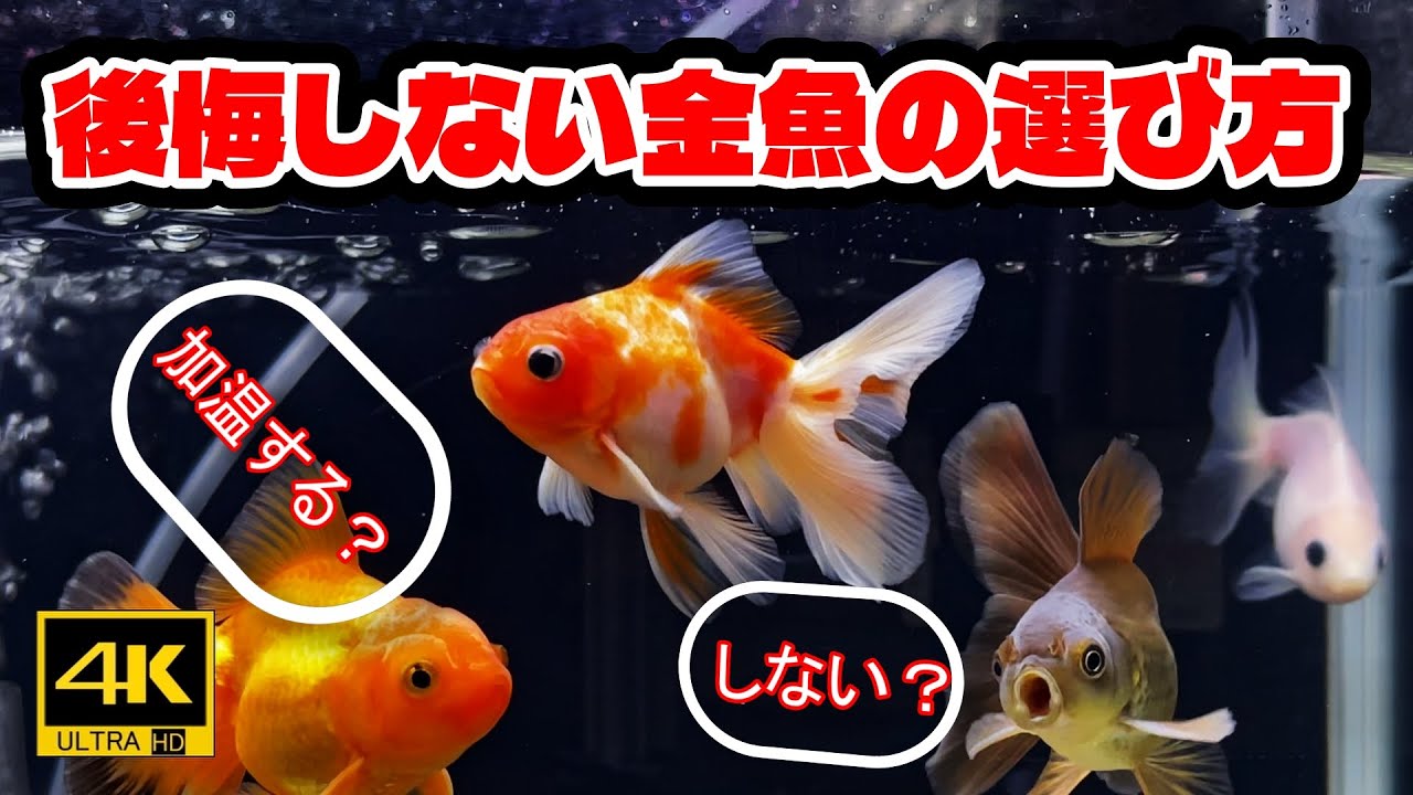 🔰№４【金魚選びと加温する？しない？】ゼロから始める金魚飼育