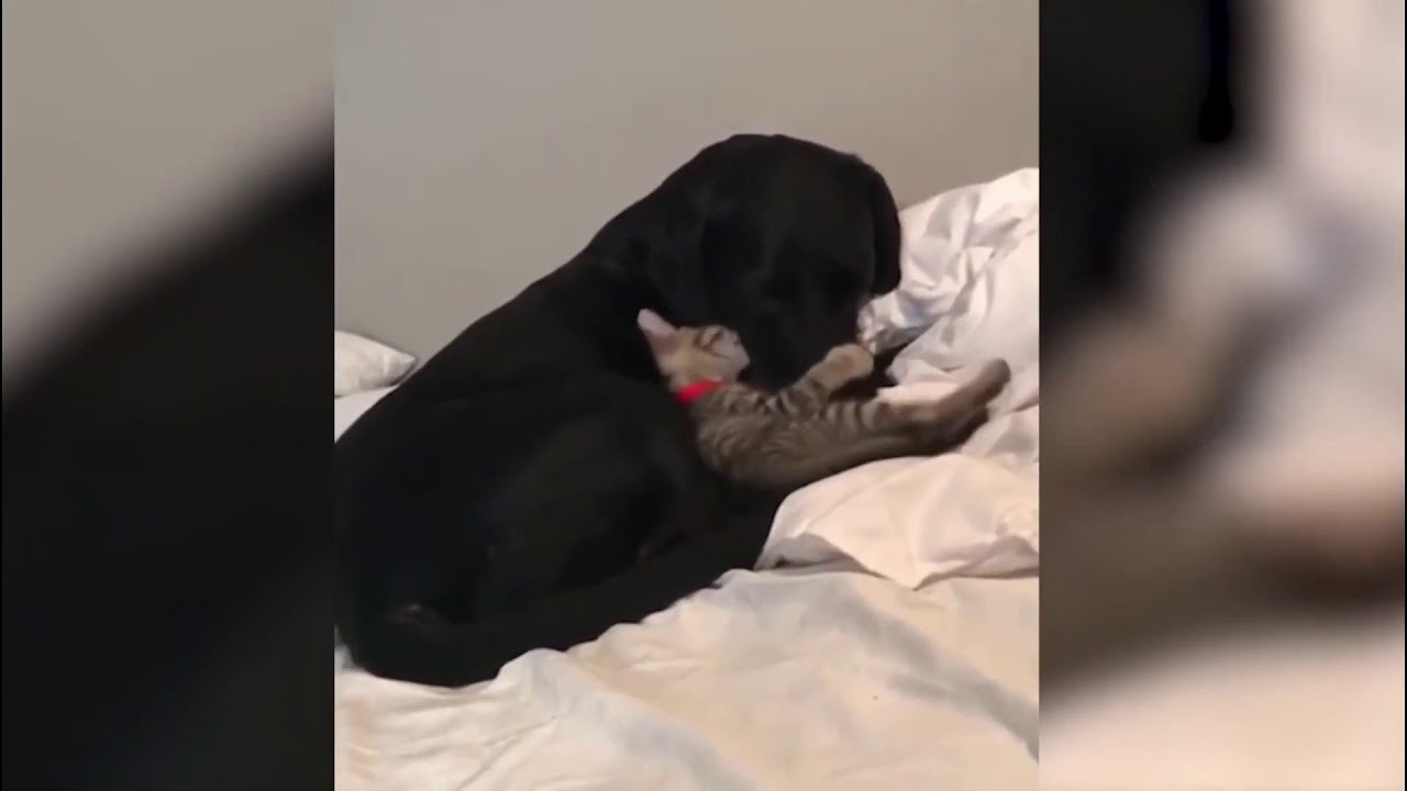 😍😂 FUNNY MARCH Animal Videos compilation Part 2