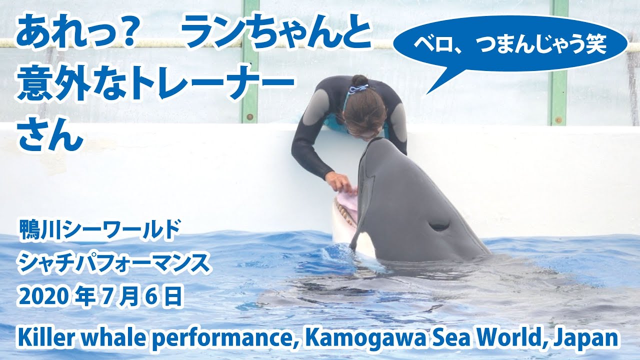 あれっ？　ランちゃんと意外なトレーナーさん【2020年7月6日　鴨川シーワールド　シャチパフォーマンス】Killer whale performance, Kamogawa Sea World,