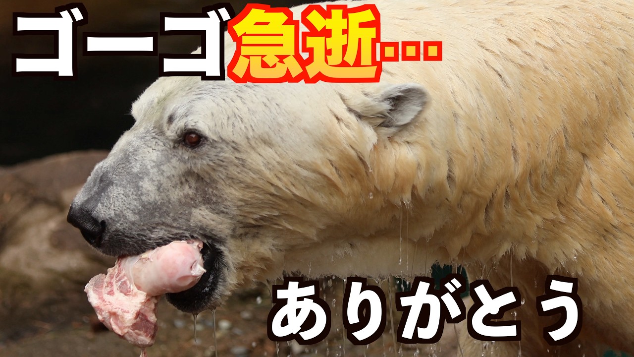 【訃報】ホッキョクグマ・ゴーゴ急逝…移動準備中に何が起きたのか　Polar Bear Gogo Dies Suddenly... What Happened During the Move?