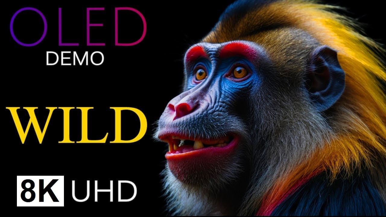 8K WILDLIFE ENCOUNTERS - Vibrant Animals Showcase 8K ULTRA HD