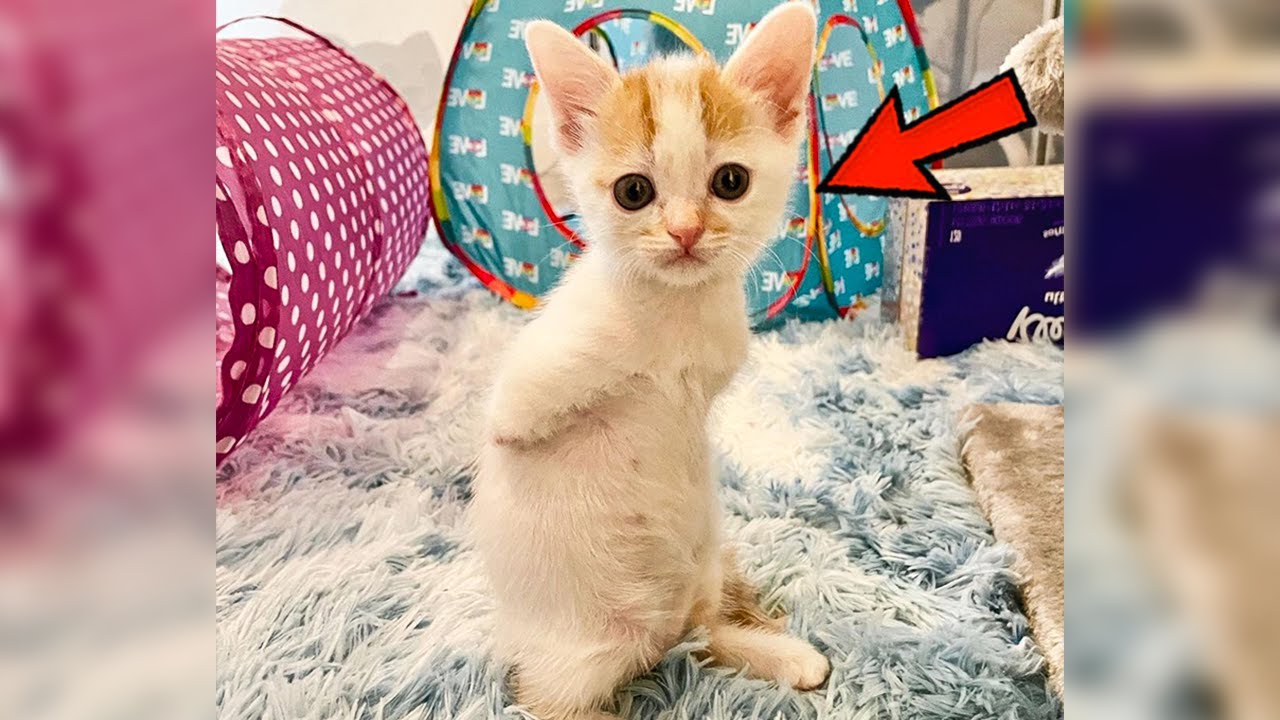 A woman took disabled stray kittens from the street and raised them into beautiful cats