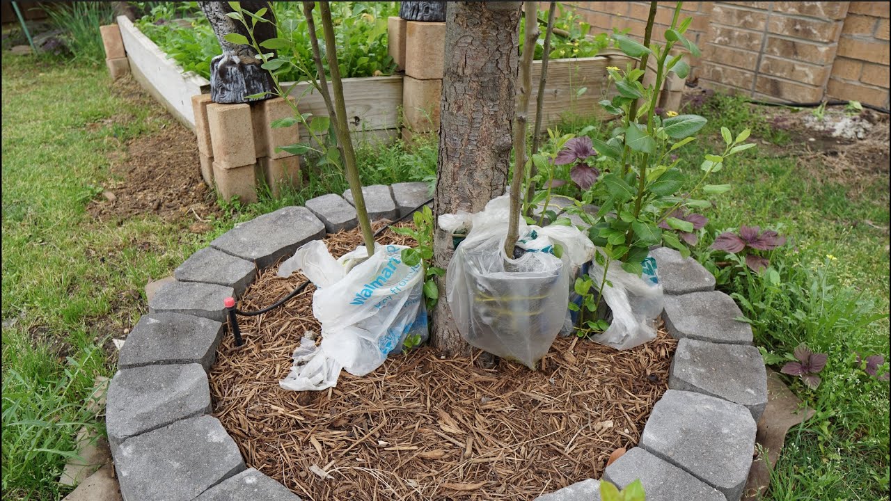 Air Layer Pear Tree From Original Root Stock
