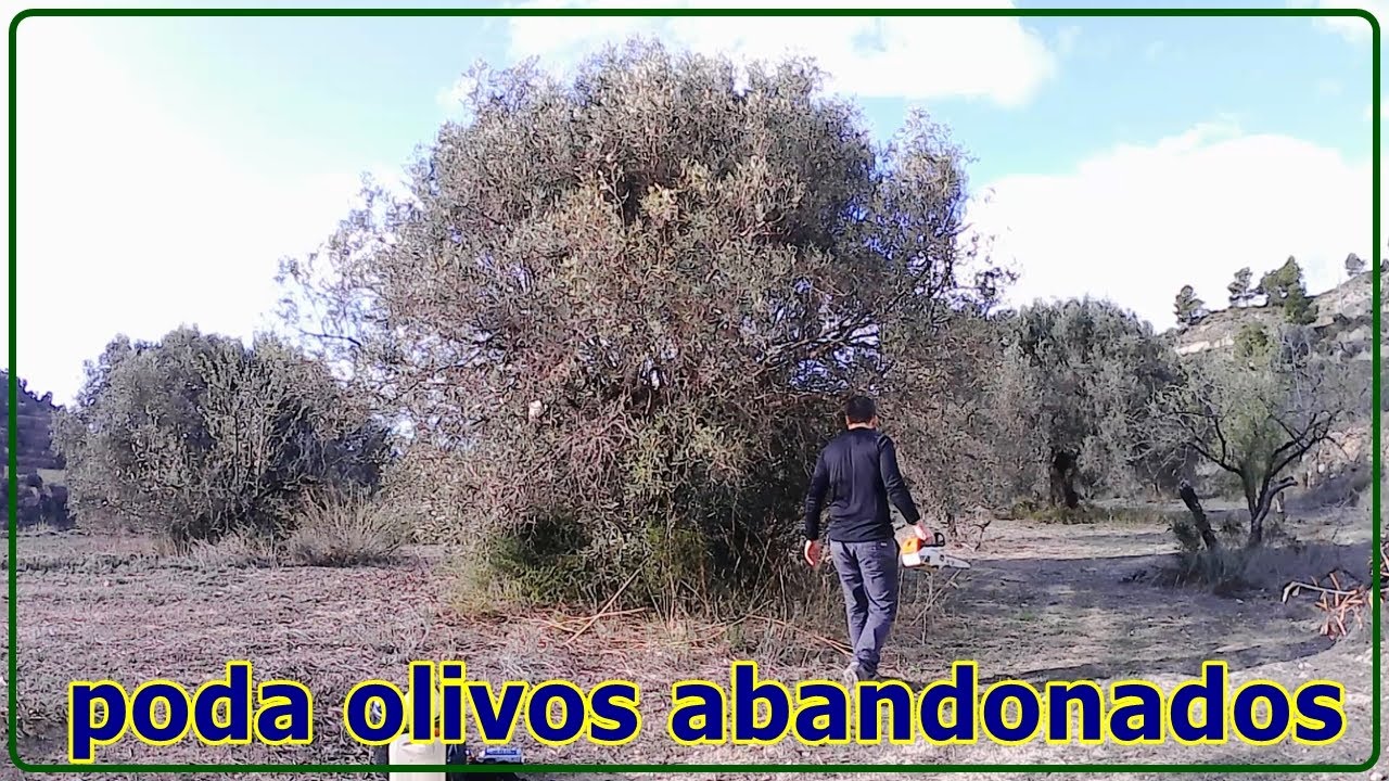 PODAR OLIVOS CENTENARIOS Y ABANDONADOS