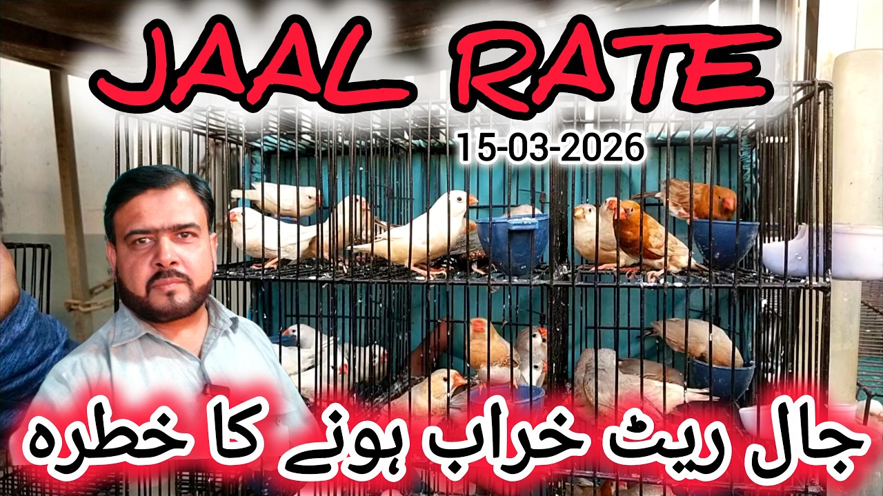 Jaal Rate 15-03-2026 | Birds Prices in Pakistan | Lalukhet Birds Market | Cheapest Birds Market