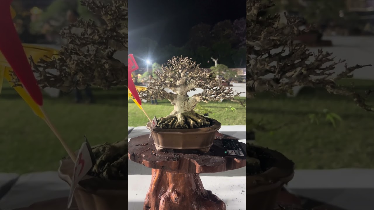Bonsai Anting puteri di sensasi bonsai 2 Denpasar Bali #bonsai #bonsaiart #bonsaiindonesia