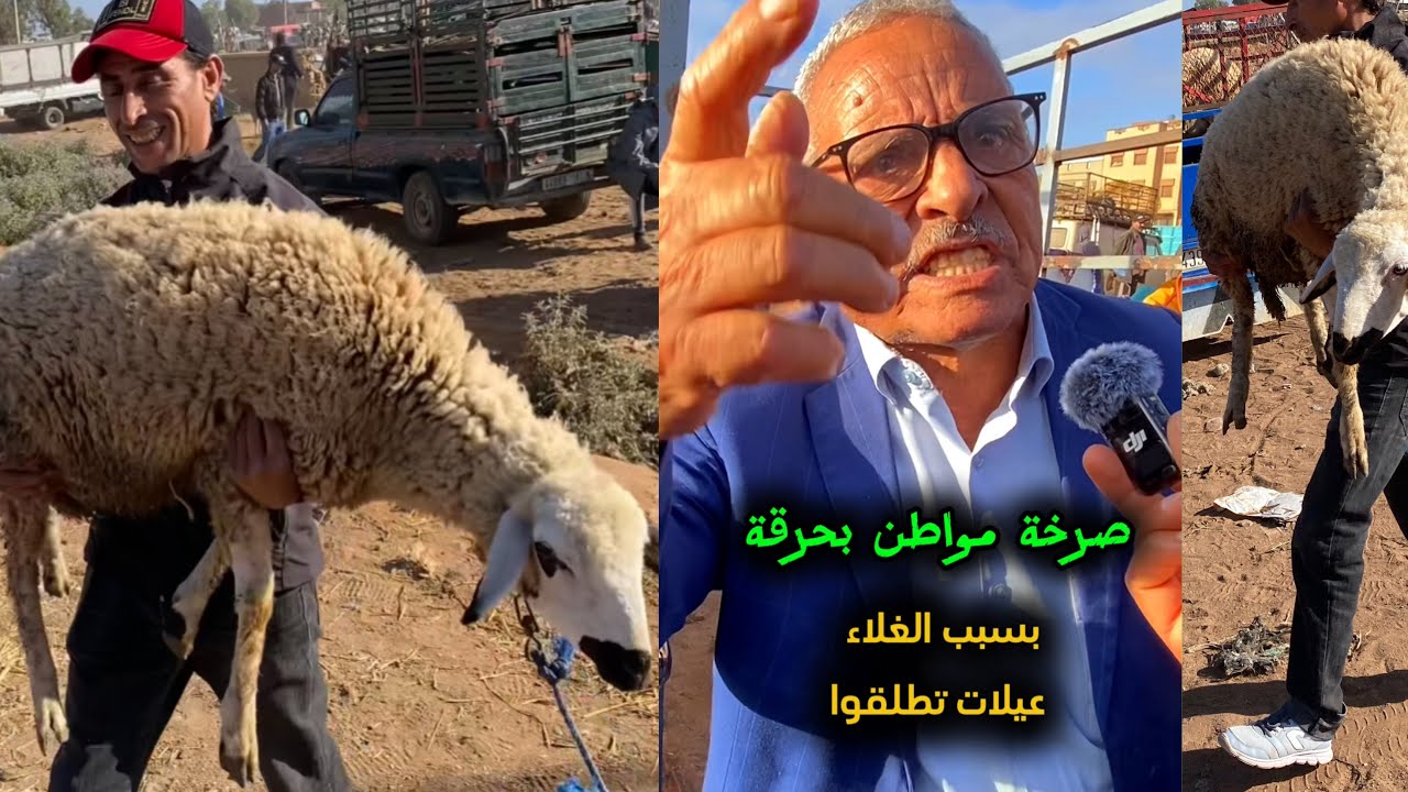 اليوم سوق طايح بحد ولاد أفرج ثمن حولي صردي العيد الأضحى 16/6/2024 جابو الأغنام اسبانيا 🇪🇸 سدو عليها