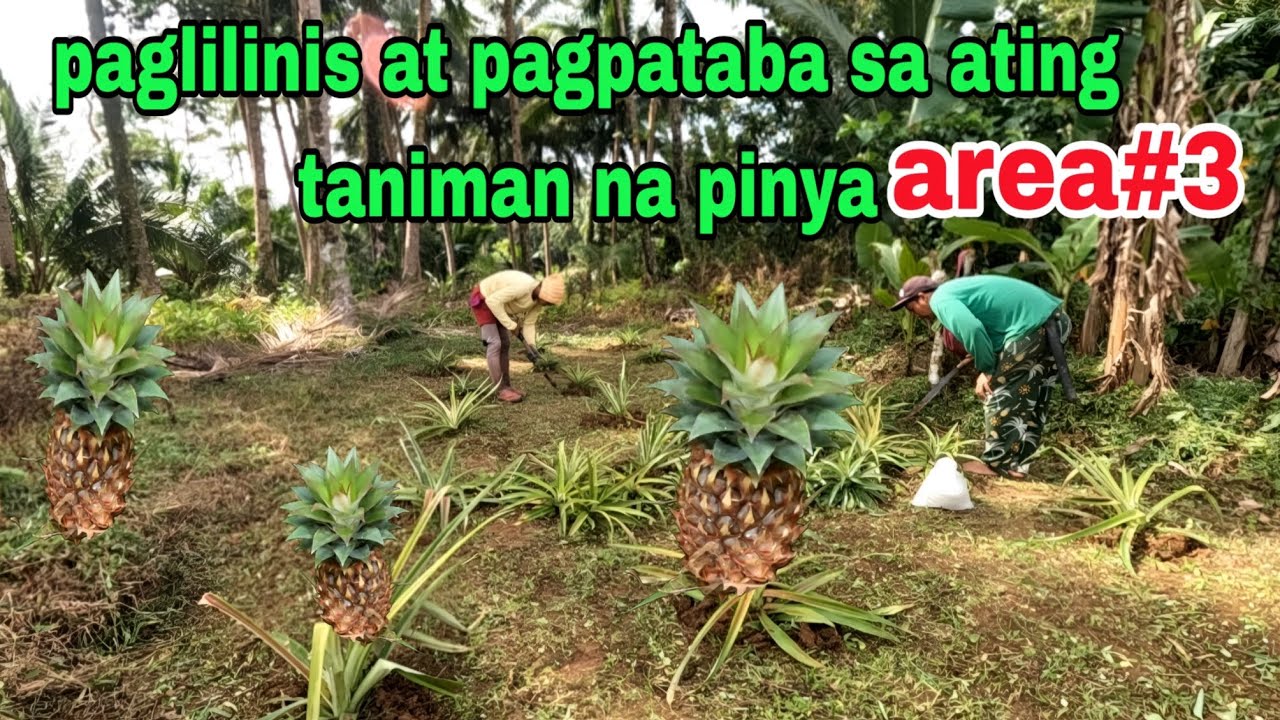 Pinya sa area#3 paglinis at Pag pataba