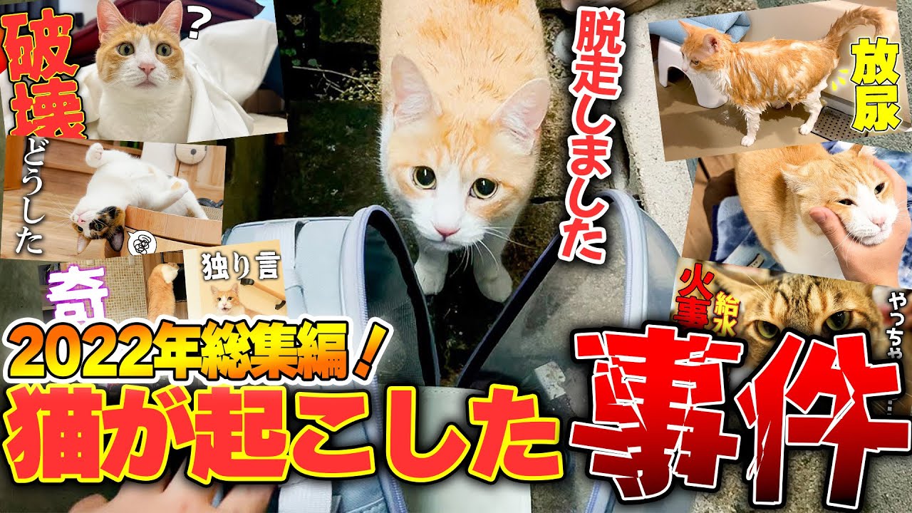 【2022年総集編】猫たちがやらかしてしまった事件をまとめたらとんでもない量の事件が起きていました…