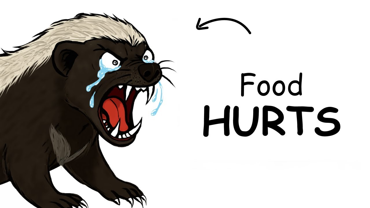Why It Sucks To Be A Honey Badger. Dinner Fights Back