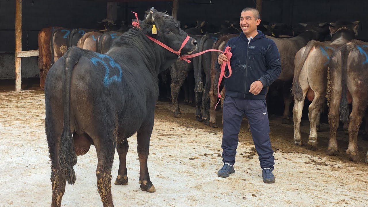 Komiljon Qaytti Shvet Buqalarni Uddarlari Bunaqasi Kam Keladi 16-mart, 2026