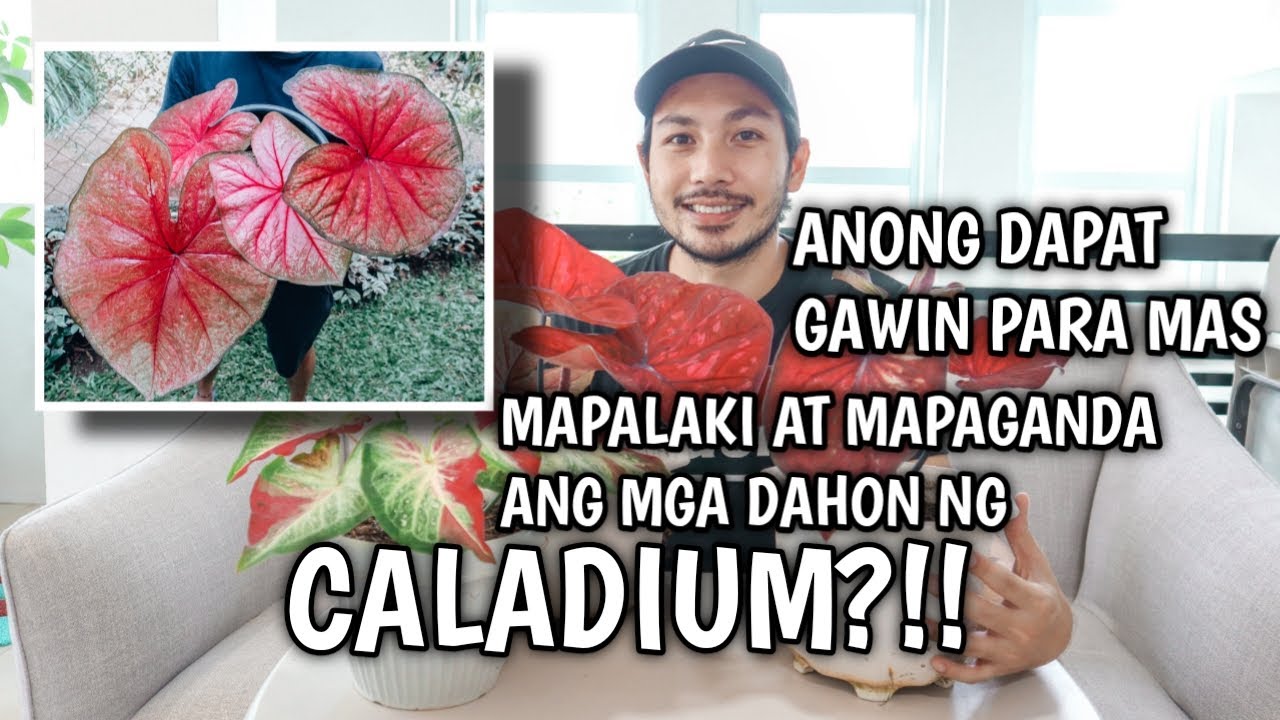 EVERYTHING YOU NEED TO KNOW ABOUT CALADIUM