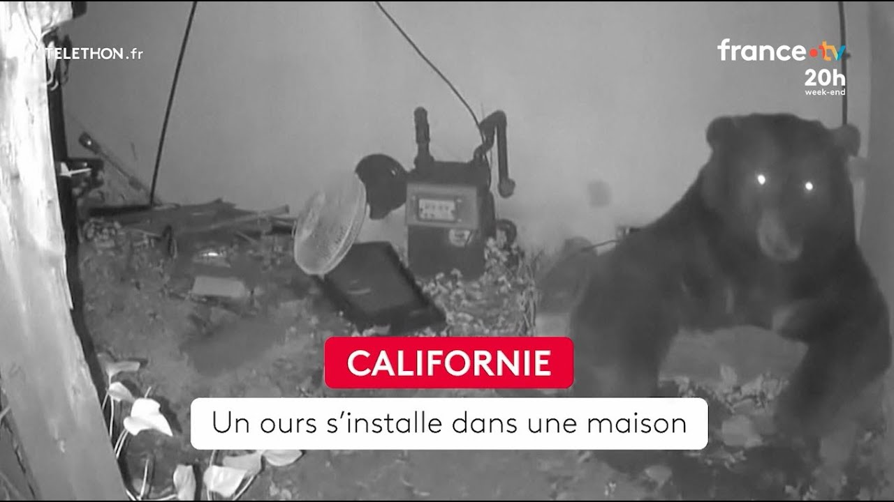 🇺🇸🐻Californie : un ours s'installe dans une maison- 6/12/2025