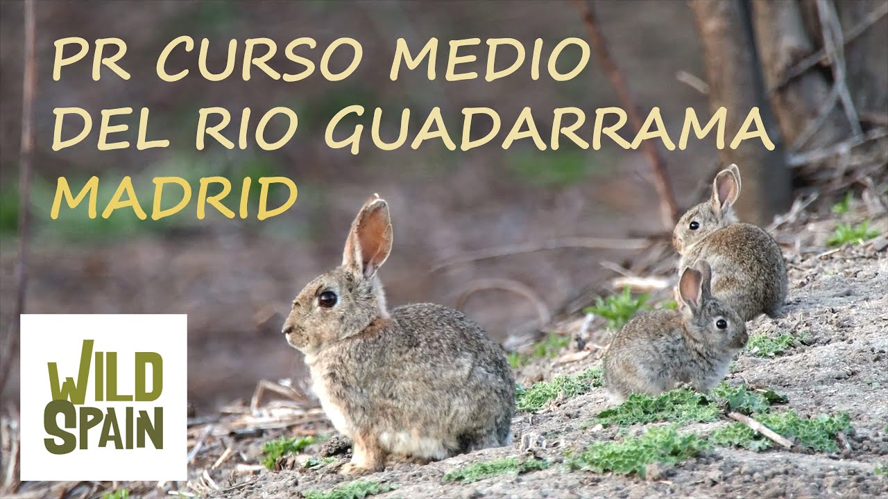 Wild Spain - Capítulo 60 - Parque Regional curso medio del río Guadarrama y su entorno, Madrid.
