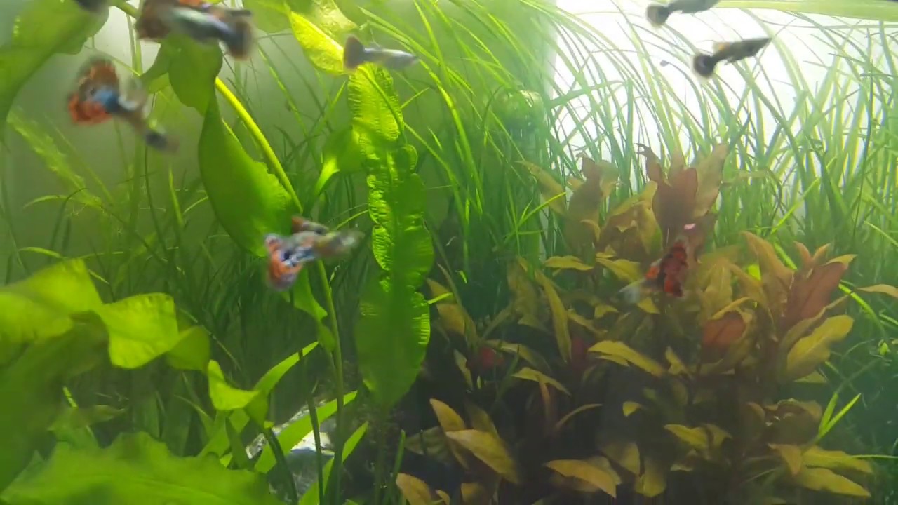 QUAL O PH IDEAL PARA O AQUARIO DE LEBISTES / GUPPIES / GUPPYS /GUPPY?