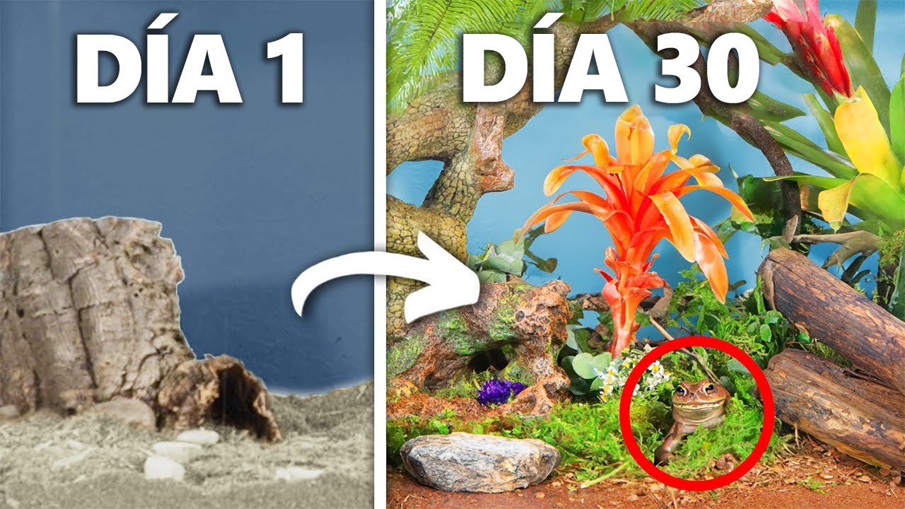 Simulando una Selva Tropical Por 30 D&iacute;as